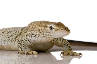 monitör kertenkele - çilli monitör - varanus tristis orientalis