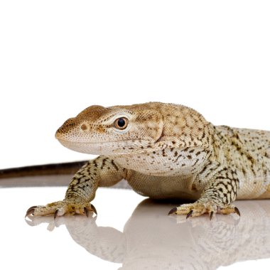 monitör kertenkele - çilli monitör - varanus tristis orientalis