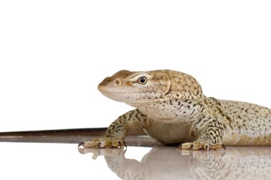 monitör kertenkele - çilli monitör - varanus tristis orientalis