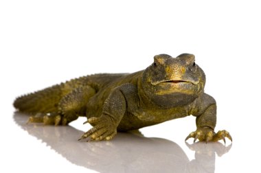 dabb kertenkele - uromastyx aegyptia