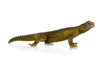 dabb kertenkele - uromastyx aegyptia