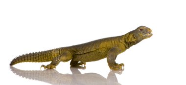 dabb kertenkele - uromastyx aegyptia