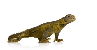 dabb kertenkele - uromastyx aegyptia