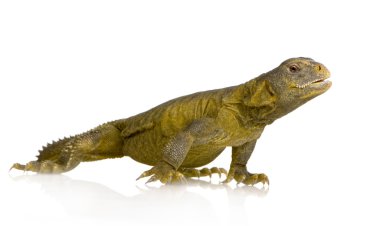 dabb kertenkele - uromastyx aegyptia