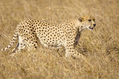 Cheetah Masai mara Kenya