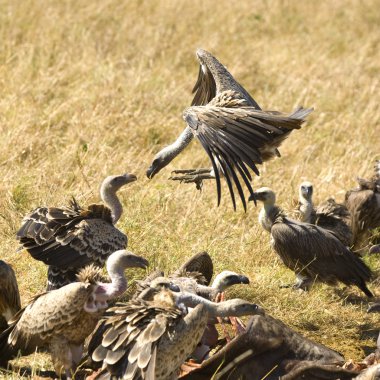 Vulture at Masai mara Kenya clipart