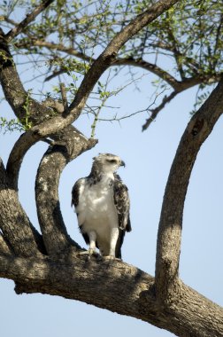 Şahin masai mara kenya