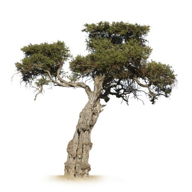 Afrika ağacı