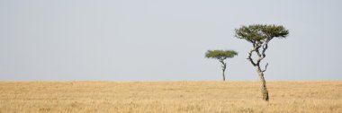 Masai mara