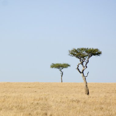 Masai mara