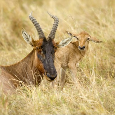 Genç topi masai mara kenya