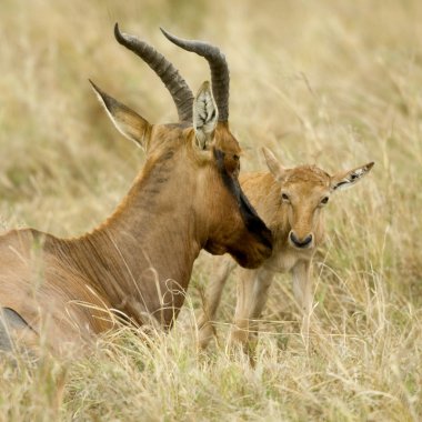 Genç topi masai mara kenya