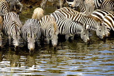 Herd of zebra at Masai mara Kenya clipart