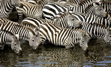 sürüsütoz, masai mara kenya