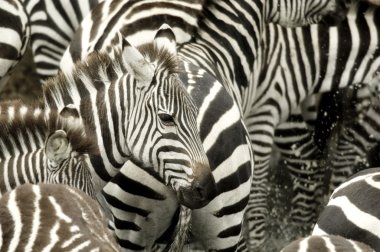 sürüsütoz, masai mara kenya