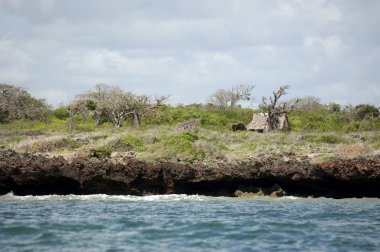 Baobab