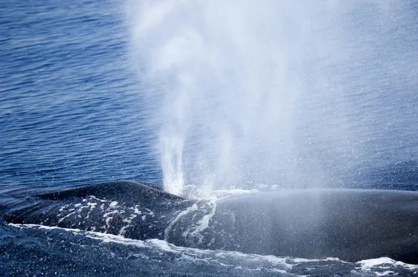 La ballena está soplando ! — Foto de Stock