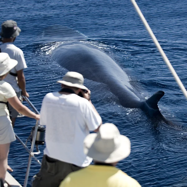 看着一条鲸鱼，视图从后面的游客 — 图库照片