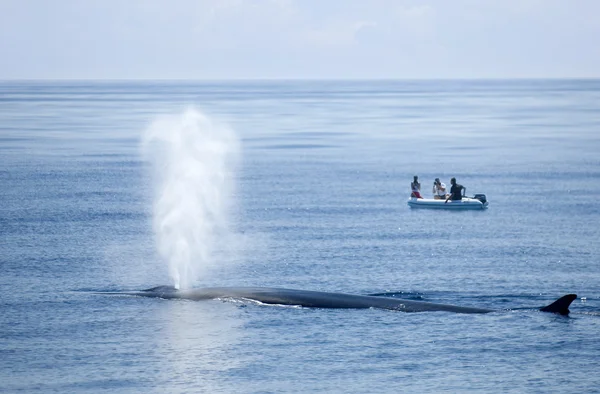 A baleia está soprando ! — Fotografia de Stock