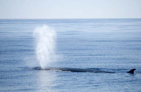La balena sta soffiando ! — Foto Stock
