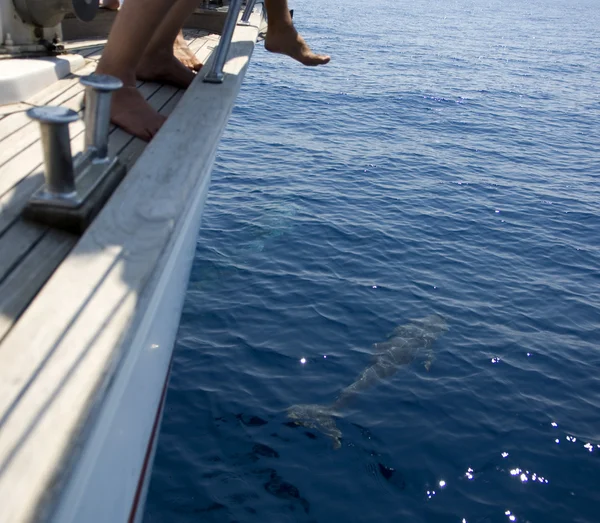 Turistas mirando una ballena, vista desde atrás — Foto de Stock