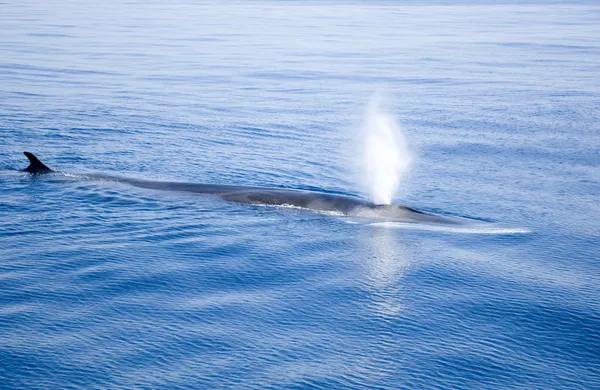 A baleia está soprando ! — Fotografia de Stock