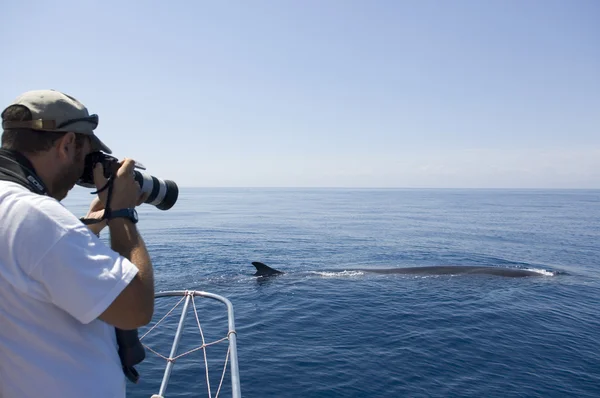 Tourists watching a whale, view from back — Stock Photo, Image