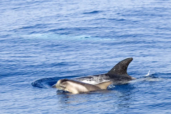 Delfín joven — Foto de Stock