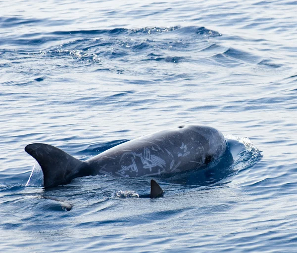 Ung delfin — Stockfoto