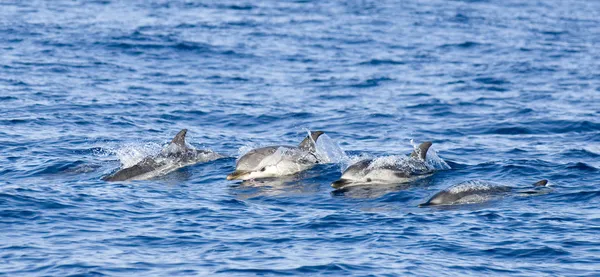 Dolphins jumping together — Stok fotoğraf