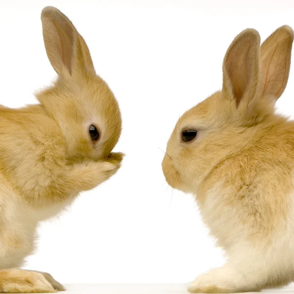 Кролики знайомства — стокове фото