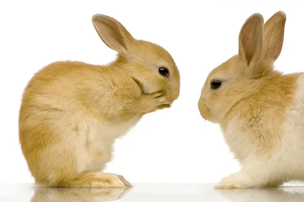 Rabbits dating — Stock Photo, Image