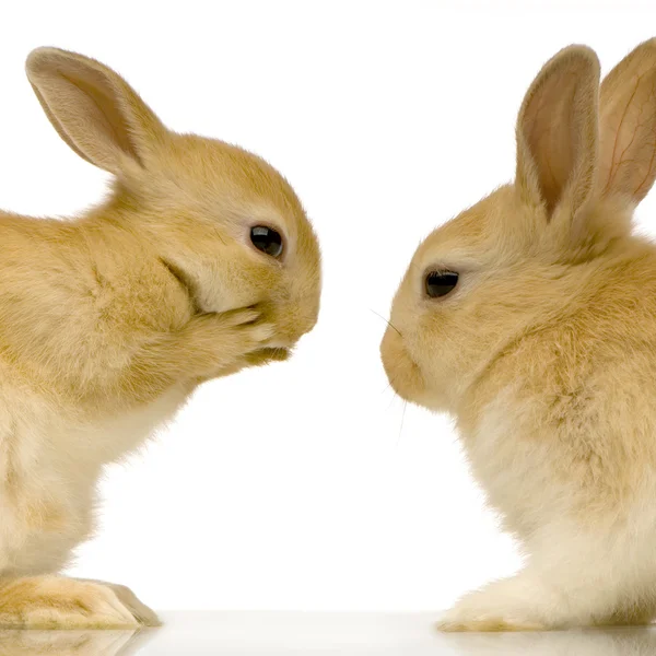 Conejos citas —  Fotos de Stock