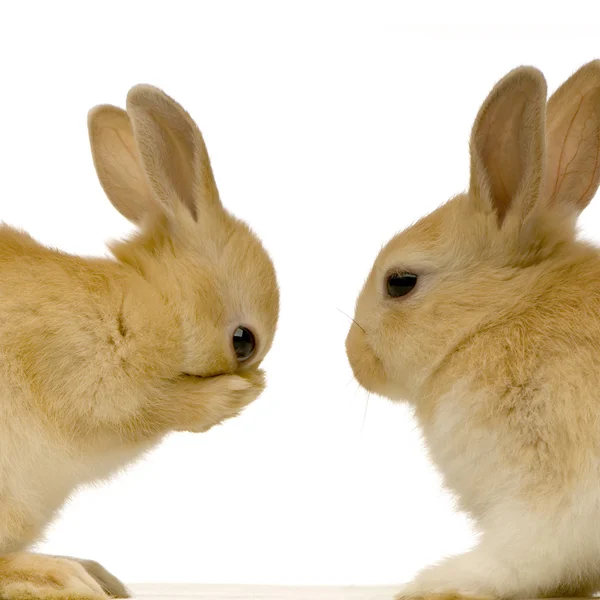 Conejos citas — Foto de Stock