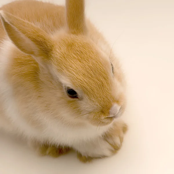 stock image Rabbit looking straight ahead