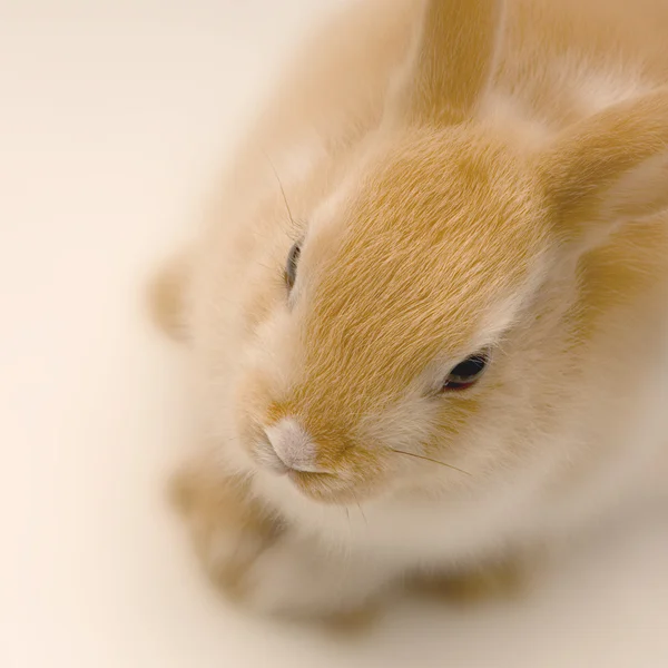 Rabbit looking straight ahead — стоковое фото