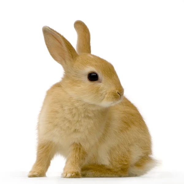 Špionážní králík — Stock fotografie