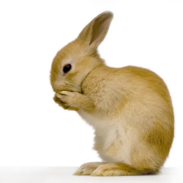 恥ずかしがり屋のウサギ — ストック写真