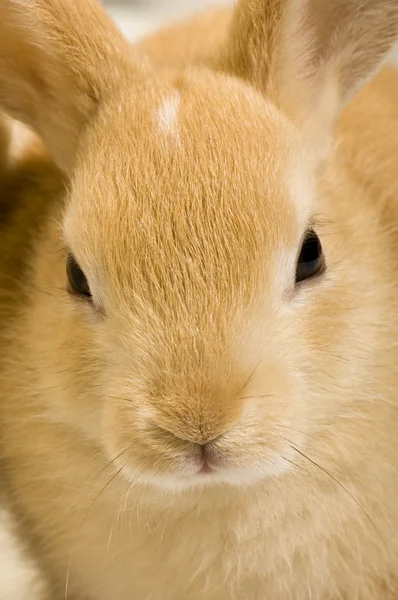 Stock image Rabbit