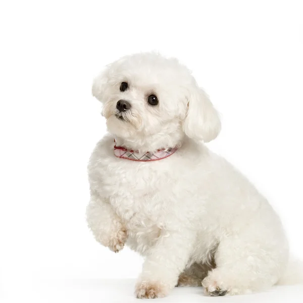 Anjing Maltese — Stok Foto