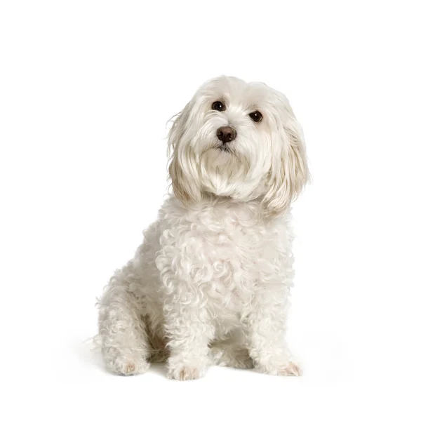 Pies maltański — Zdjęcie stockowe