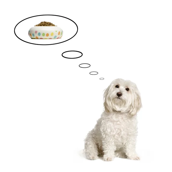 Maltské psa přemýšlet o večeři před bílým pozadím — Stock fotografie