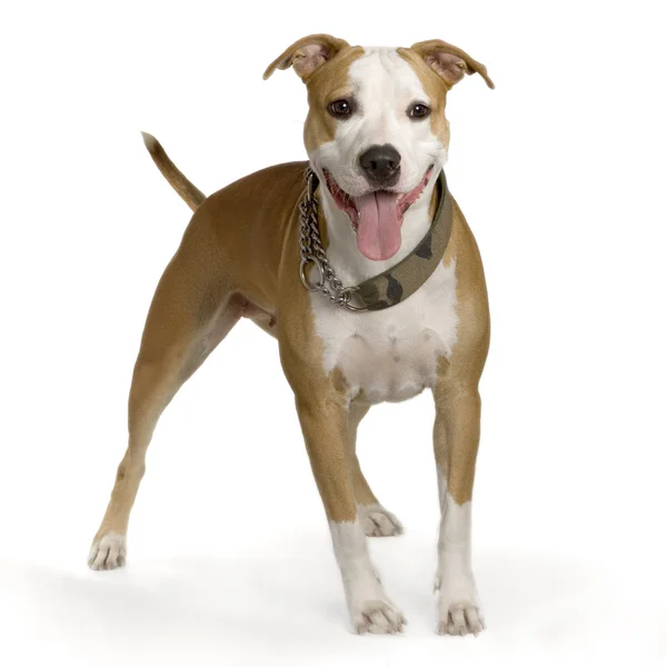 American Staffordshire terrier — Stock Photo, Image