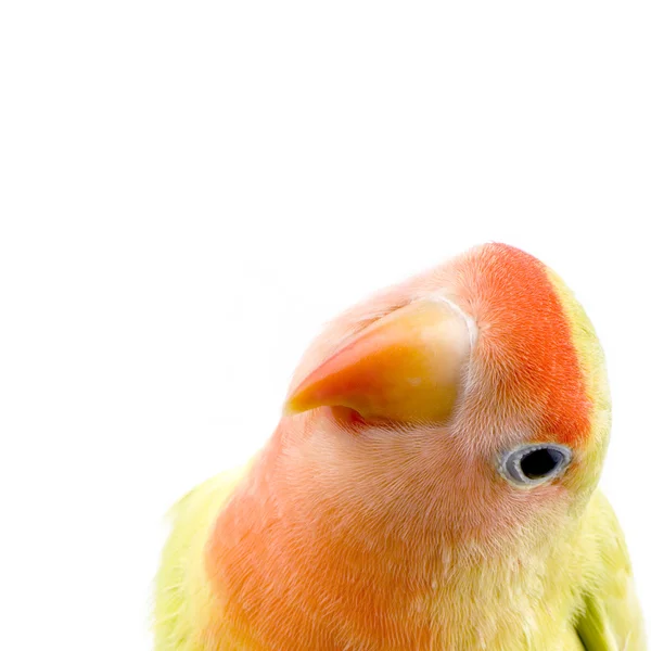 Pájaro amor — Foto de Stock