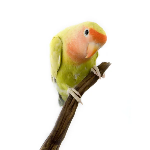 Kocham ptaka — Zdjęcie stockowe