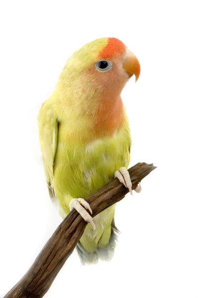 Uccello domestico — Foto Stock