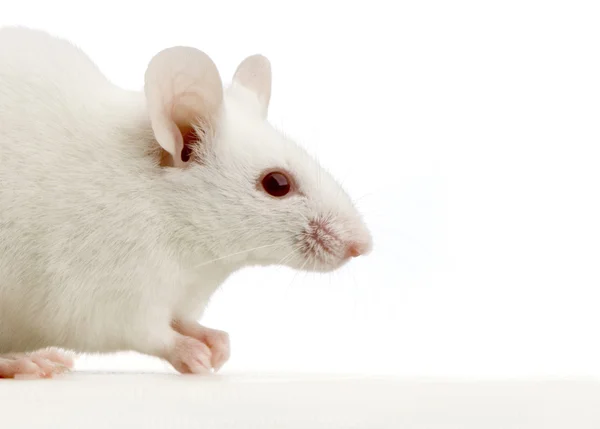 Ratón blanco —  Fotos de Stock