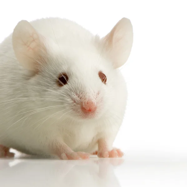 Bílá myš — Stock fotografie