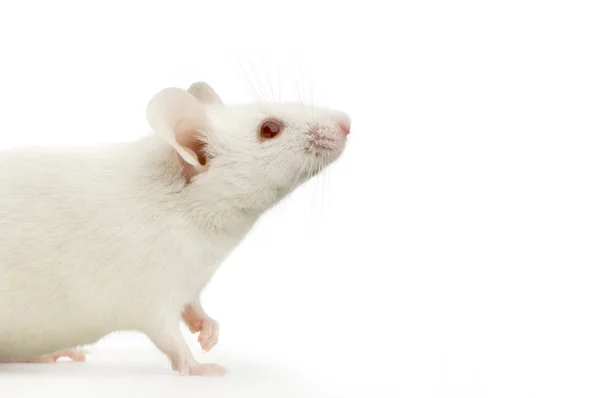 Weiße Maus — Stockfoto
