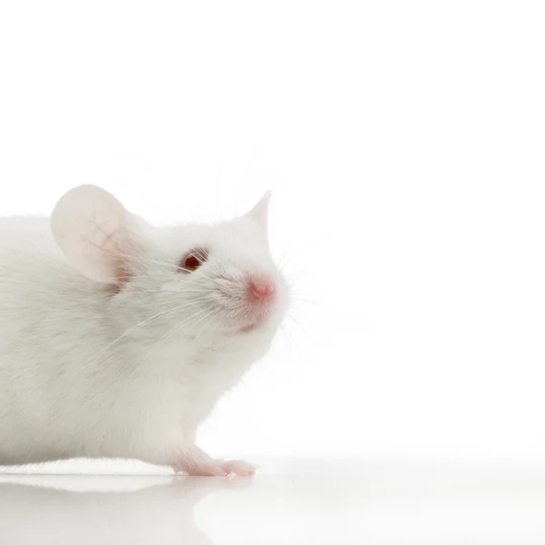 Ratón blanco — Foto de Stock